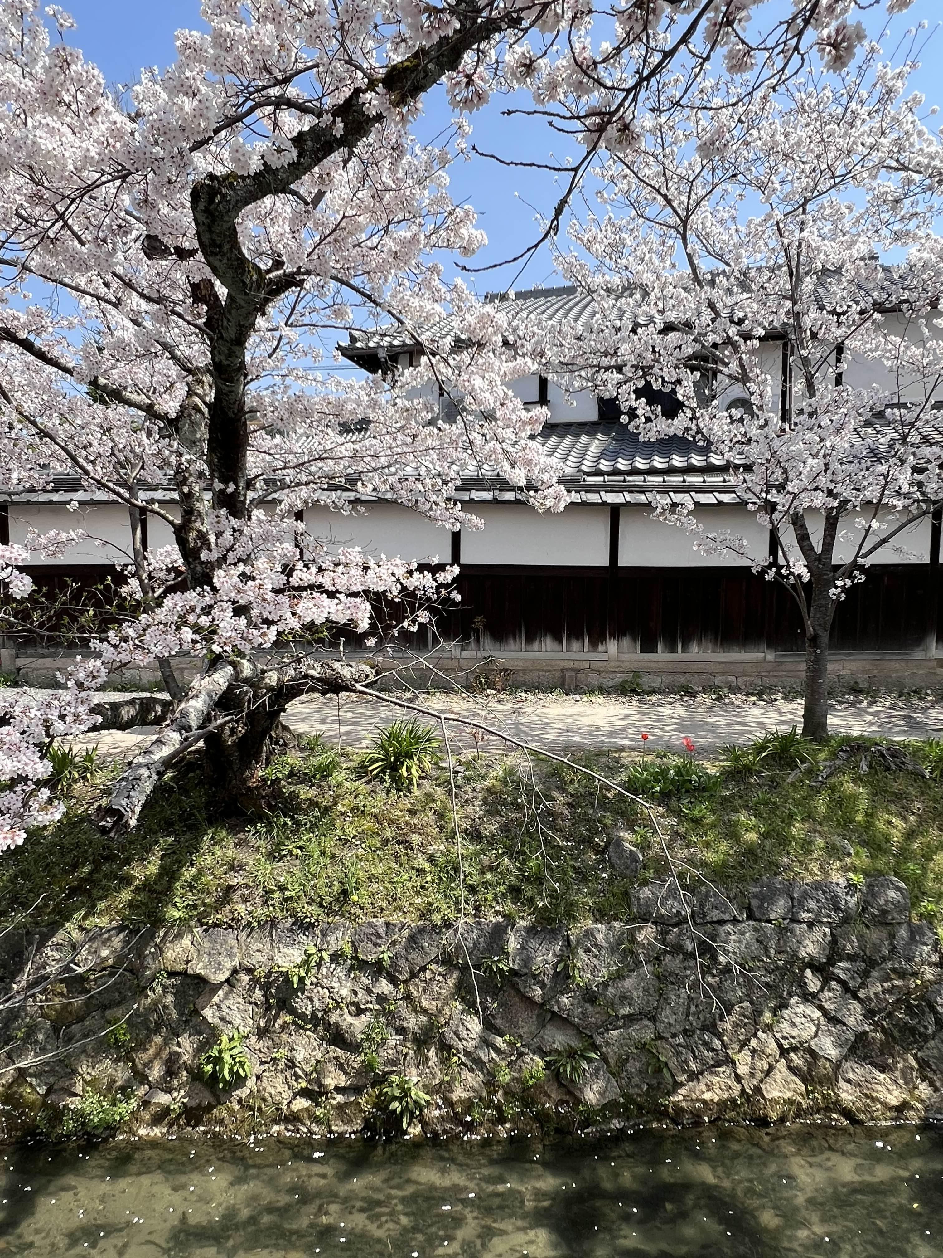 교토 철학의길 벚꽃 만개 시기