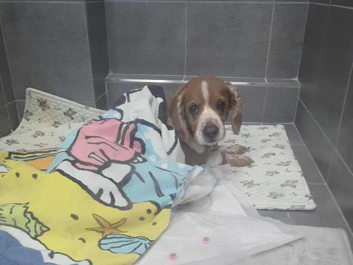 입원한 춘향이