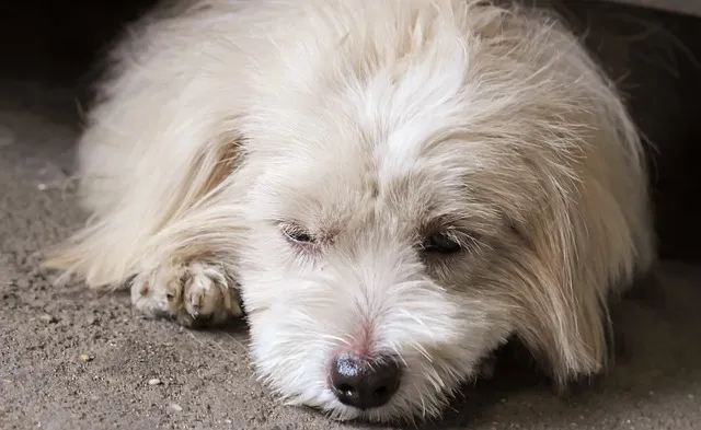 시츄 분양 가격 성격 장단점_7