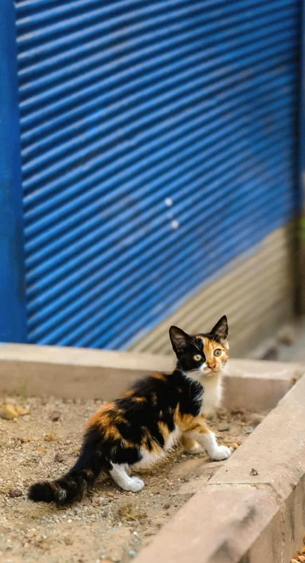 길고양이 냥줍