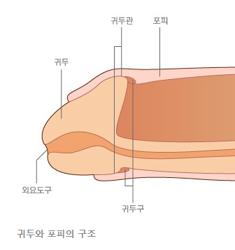 성인 귀두 표피염 연고 어떤 게 있을까요?