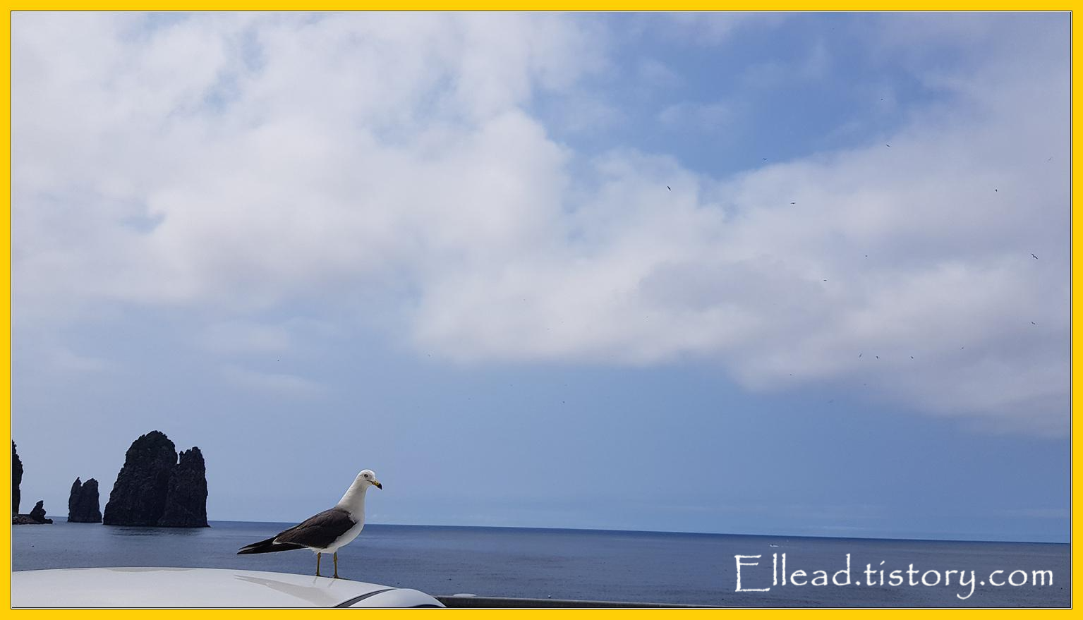 관음도 앞바다
괭이 갈매기가 한가롭다.