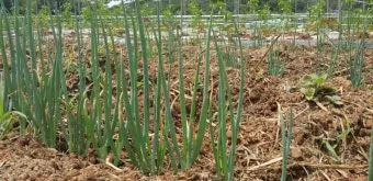 텃밭 대파 키우는 방법 파종 시기_25