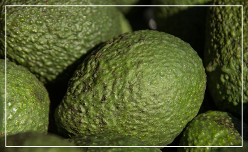 아보카도 초록색 