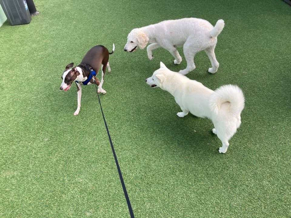 강아지가 다른 강아지와의 관계에서 보이는 행동 심리: 사회적 상호작용의 비밀