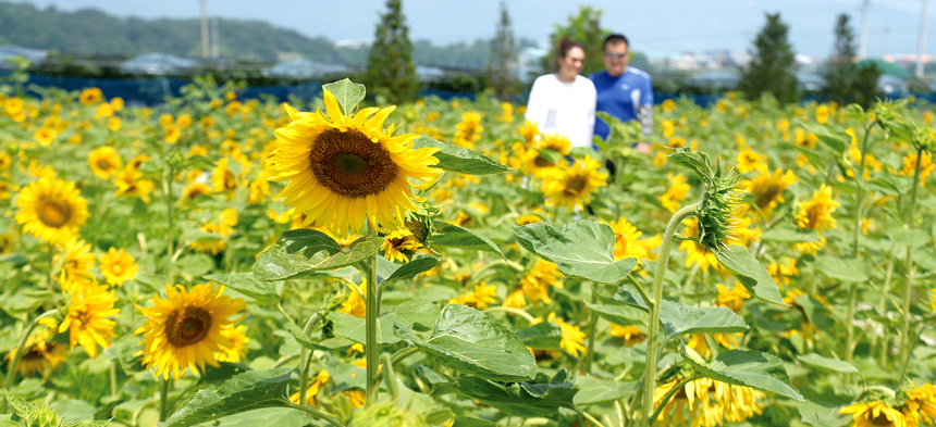 특색 있고 아름다운 민간 정원 30선 추천 여행 - 24. 통영 해솔찬정원