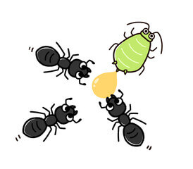 감로꿀 효능 6가지&amp;#44; 일반꿀과 차이점&amp;#44; 부작용까지 알아봤습니다. 꿀이라면 누구나 좋아하는 천연 피로회복제 같은 음식인데요. 일반꿀도 좋은데 감로꿀은 효능이 더 좋고 몸에 이로운 작용을 많이 한다고 합니다. 꿀 채취부터가 다른 꿀들을 지금 알아보자고요! 