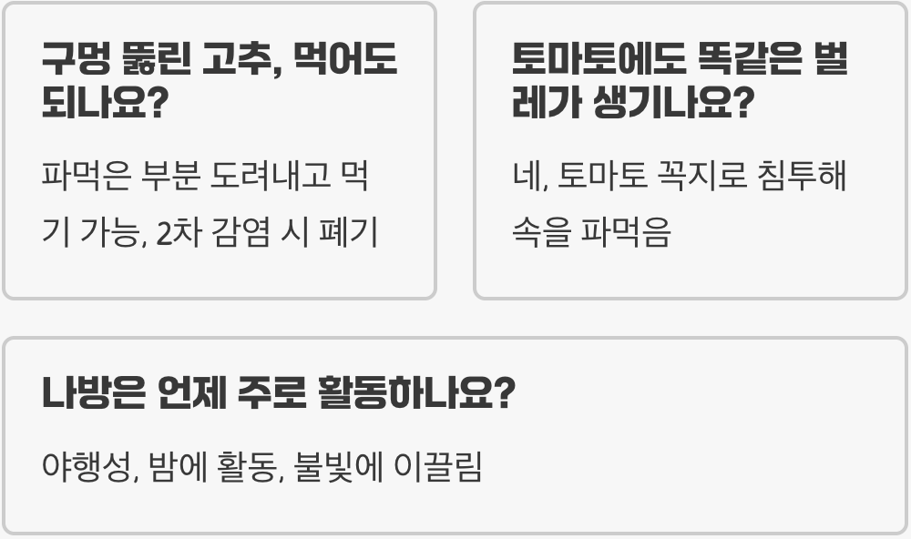 고추에 구멍이 뻥! 담배나방 유충 한 마리가 1년 농사를 망칩니다 (초기 박멸법)