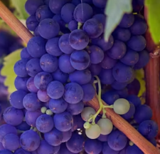 포도 효능 부작용