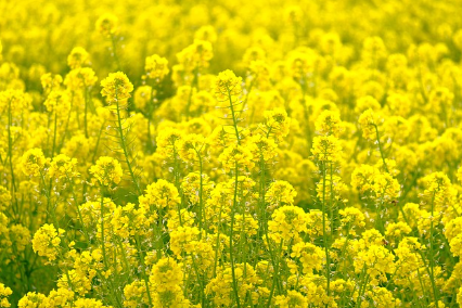 2024 서래섬 유채꽃 축제 주차장 정보, 무료셔틀버스(한강순환관람차)와 관련된 유채꽃 사진