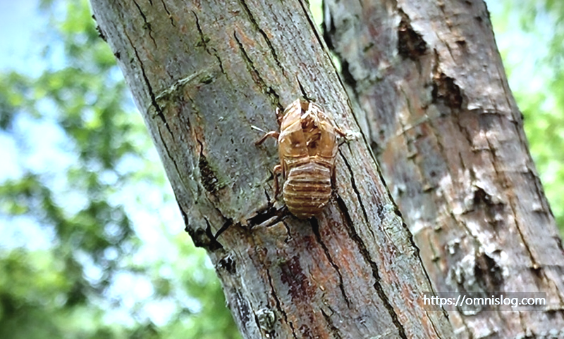 매미애벌레 껍데기