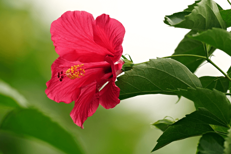 활짝 피어있는 히비스커스 꽃