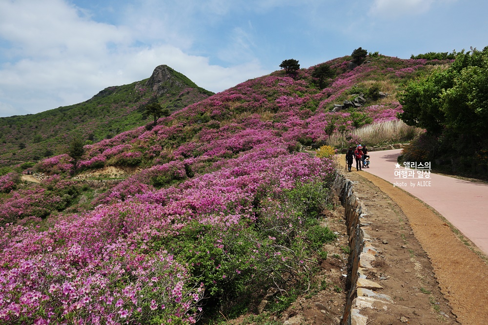 황매산 철쭉 개화시기, 셔틀버스, 산청 합천 5월 가볼만한곳