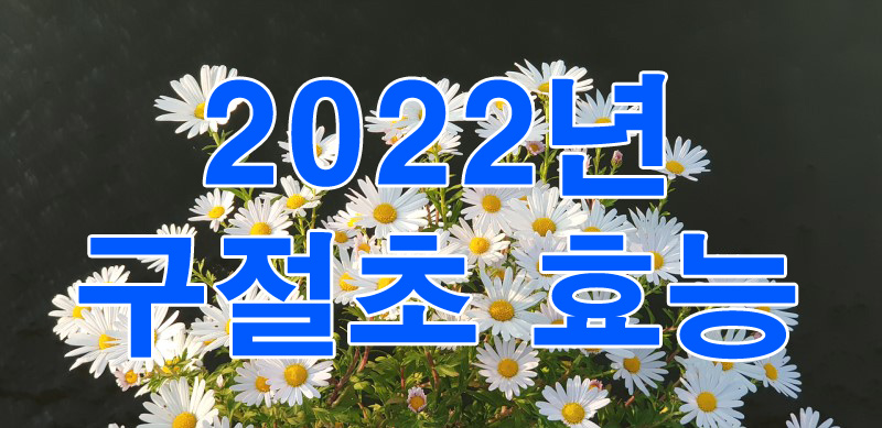 2022년 구절초 효능 소개