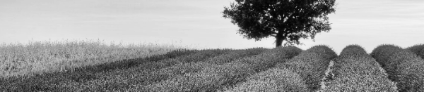 라벤더 개회시기 (늦은 경우): 7월 중순 ~ 7월 하순