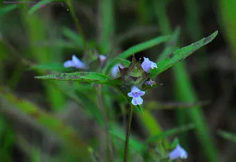 약용식물 가는잎산들깨 석향유 여름철 한방재 건강 효과_15