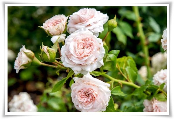 &quot;장미&quot; 천 년의 사랑을 품은 아름다움의 상징 매혹적인 꽃!고