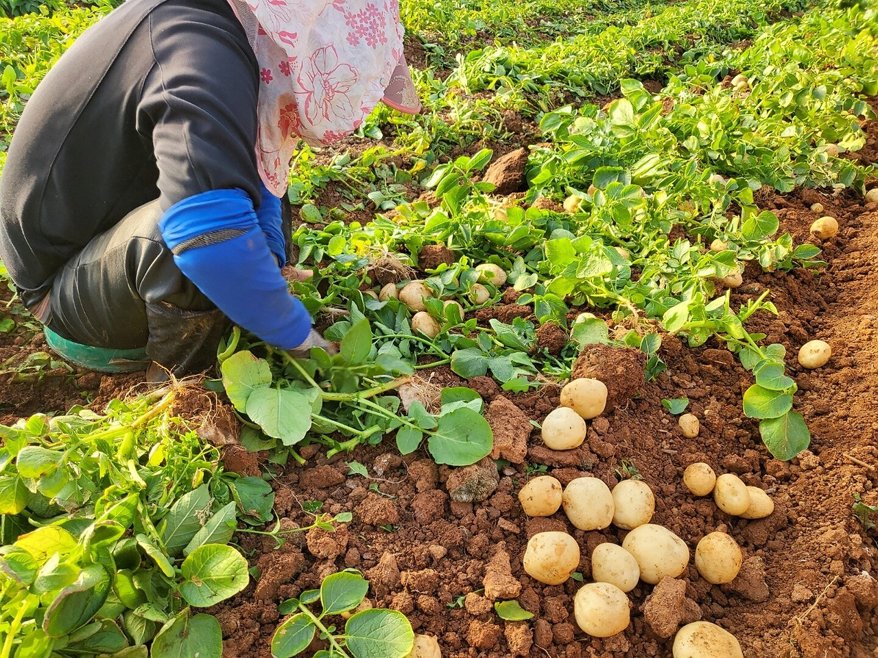 수미감자 수확시기