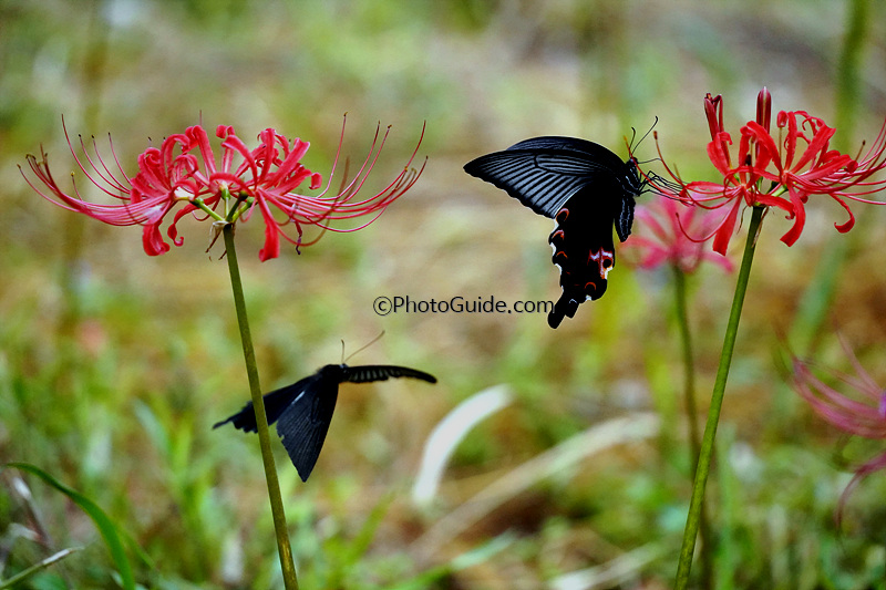 꽃무릇-나비-사진