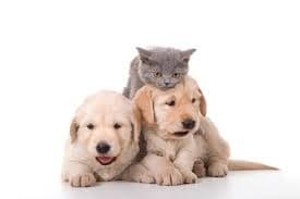 피부 타입에 맞는 샴푸 선택이 건강을 결정한다