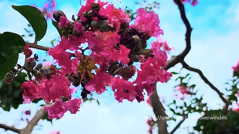 배롱나무꽃,백일홍,여름꽃,간지름나무,목백일홍