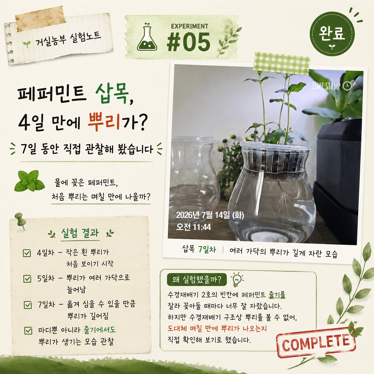 페퍼민트 삽목 후 4일째부터 뿌리가 나오기 시작한 7일간의 물꽂이 실험 기록