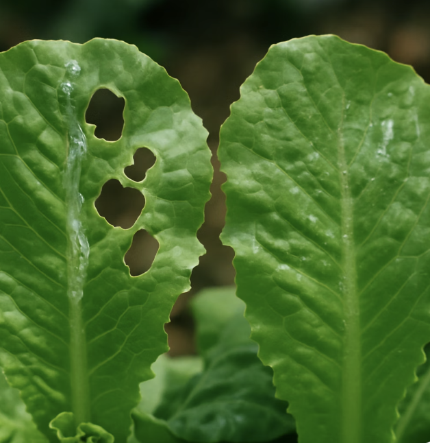 텃밭 상추 갉아먹는 달팽이&amp;#44; 친환경으로 퇴치하는 5가지 꿀팁 (맥주 트랩 효과)