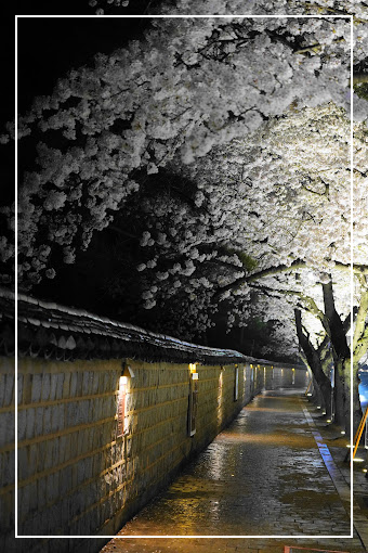 경주 대릉원 돌담길 벚꽃축제