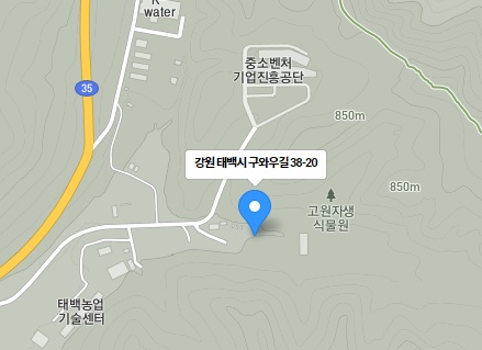 태백해바라기축제-위치