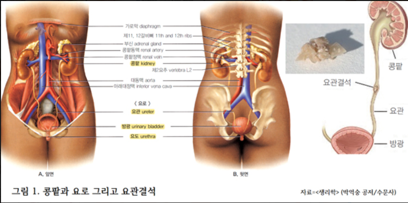왼쪽 오른쪽 옆구리 통증 원인 5가지와 찌릿한 증상별 대처법 총정리