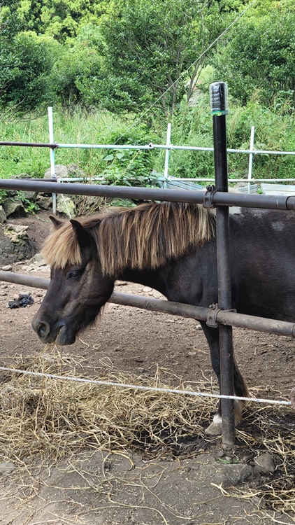 제주-가족여행-코스-마음디톡스-비밀의 숲-휴양림