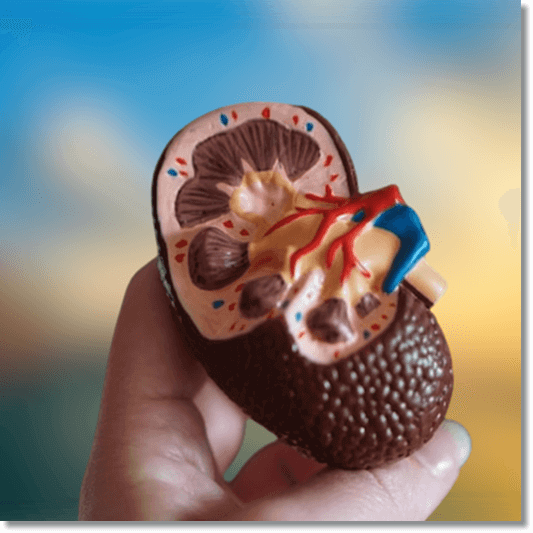 신장 모형을 들고 있는 여성