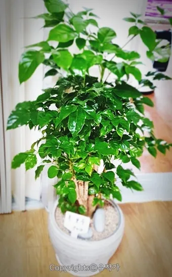 녹보수 물주기 광량관리 환기요령 비료주기 침실 거실 추천_36