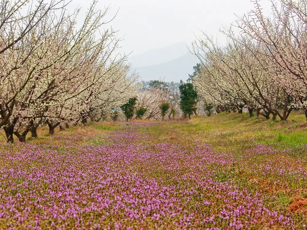 해남 보해매실농원2