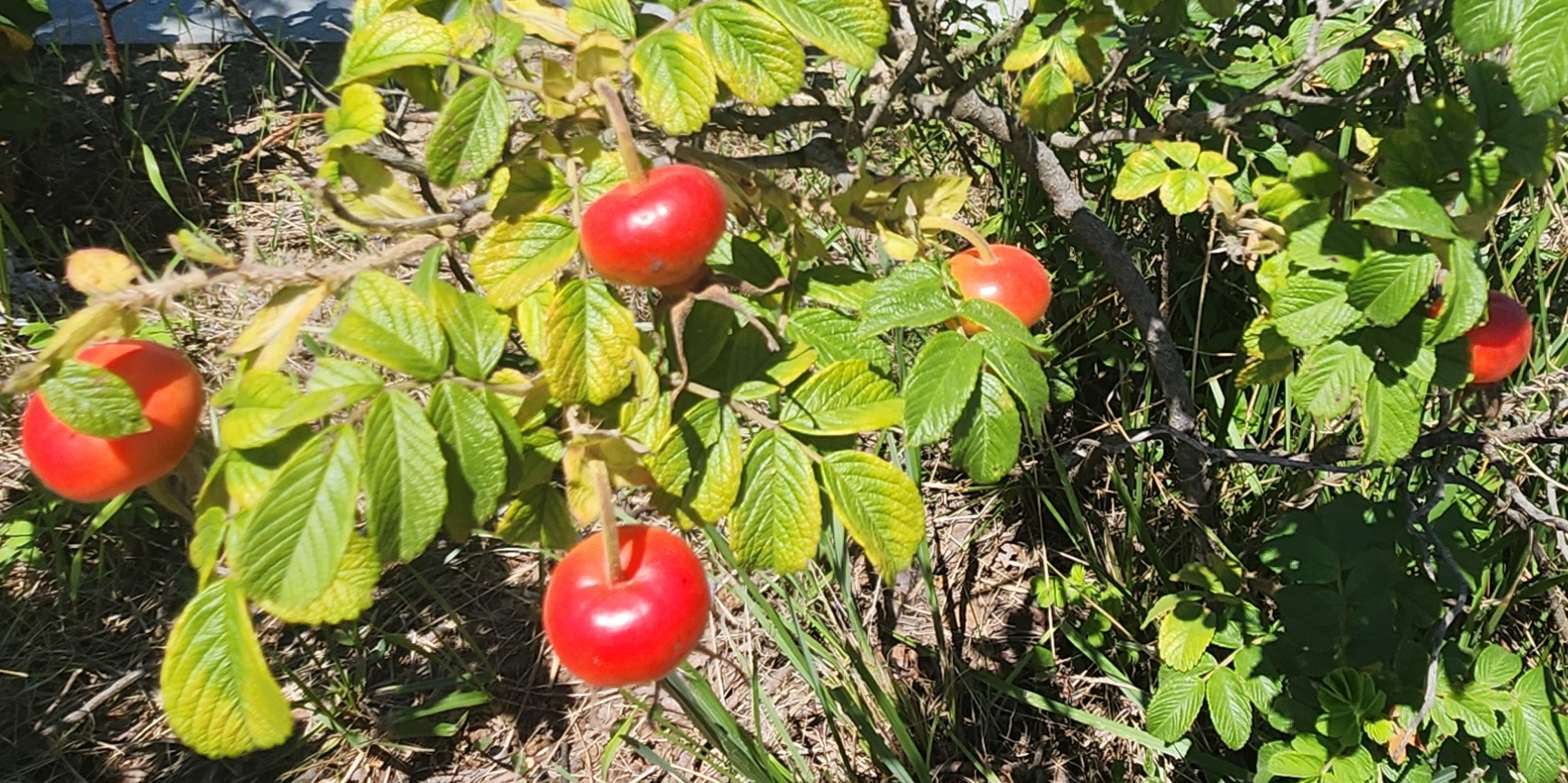 해당화 열매 – 초록 잎 사이로 붉게 익은 열매가 반짝이며 가을 햇살을 머금은 모습
