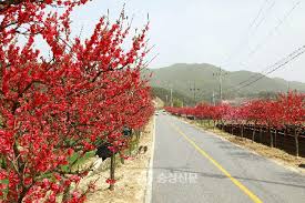 금산 홍도마을 제 14화 축제 기본일정과 특징 소개 