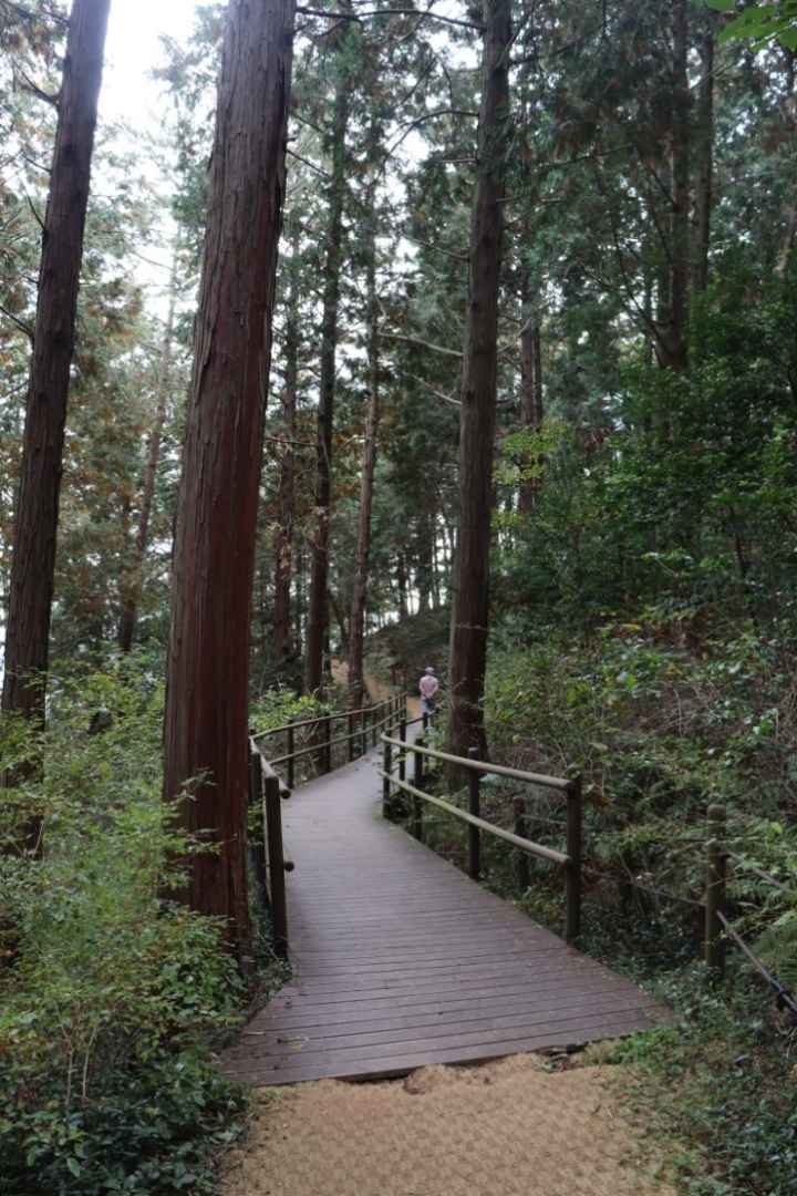 통영 미래사 편백나무숲