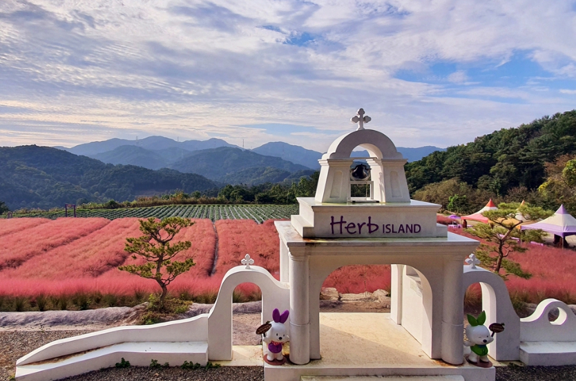 포천 허브아일랜드 핑크뮬리축제