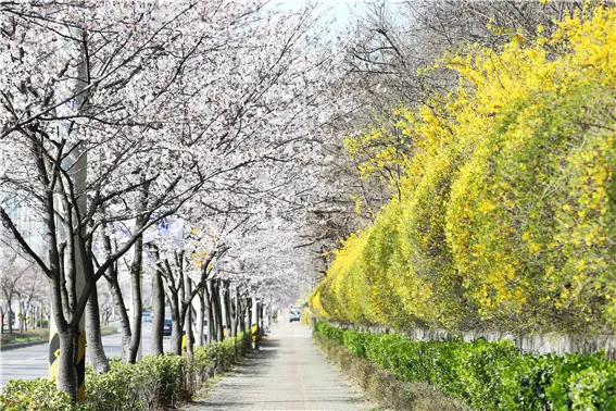 인천대공원 벚꽃12