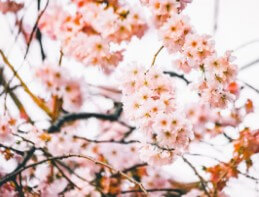 일본-벚꽃-개화시기-6