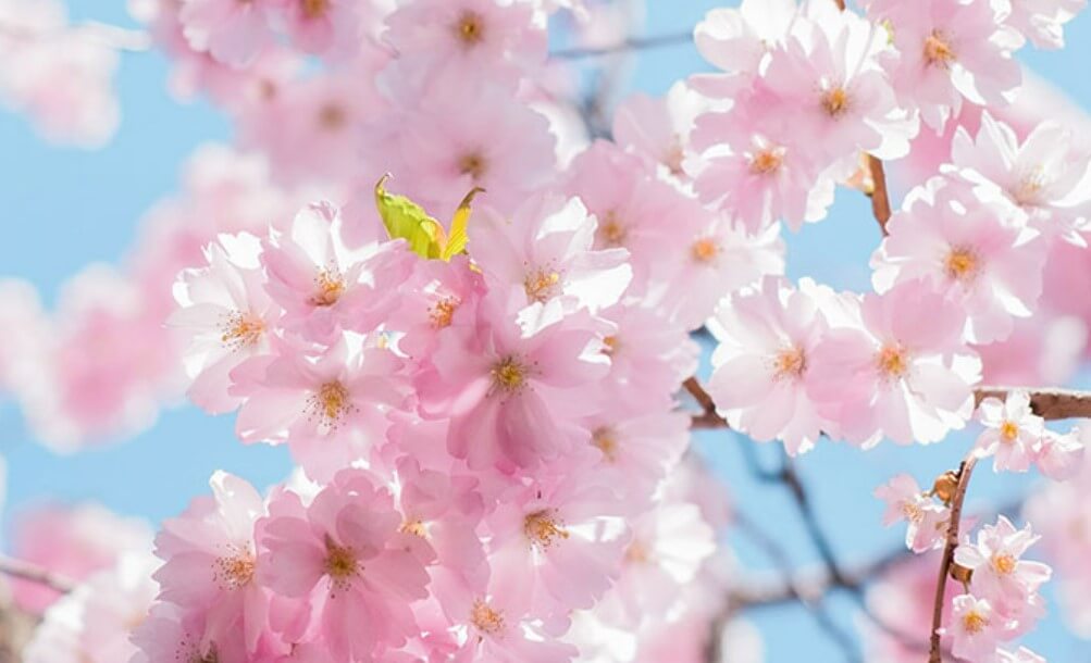 봄꽃-벚꽃-명소-축제