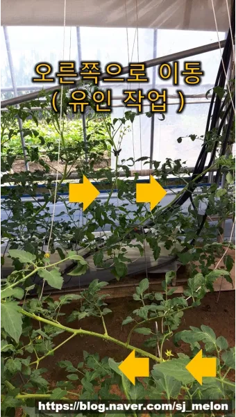 작물 순지르기 유인 기본 토마토 오이 가지 고추 수형관리_15