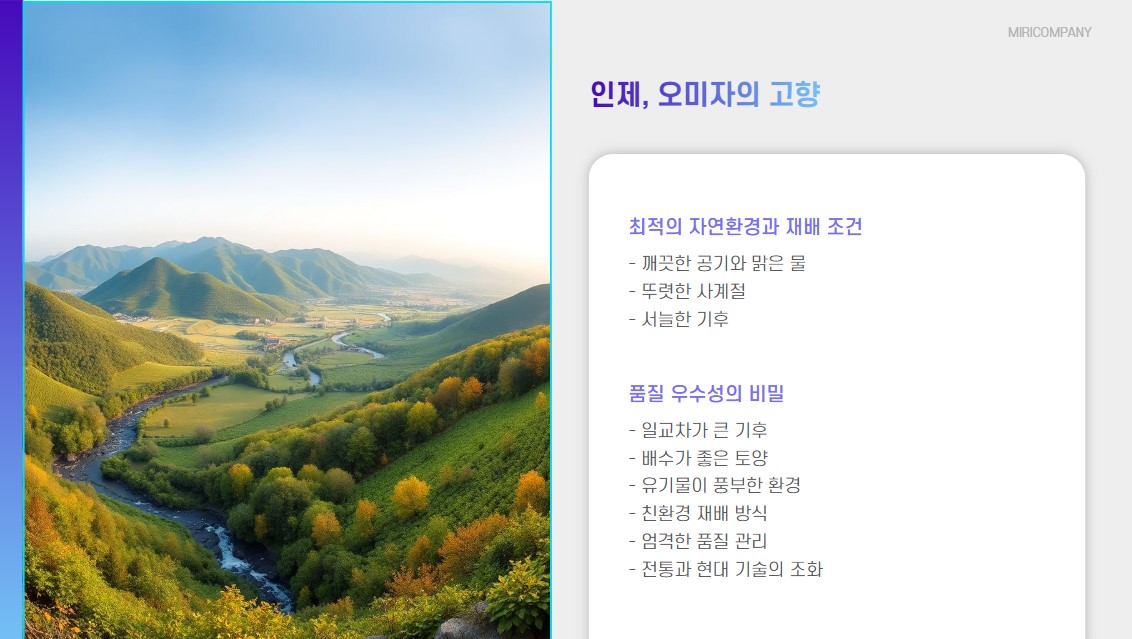 인제 오미자의 고향