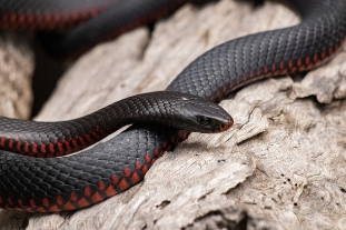 뱀에 물리는 꿈