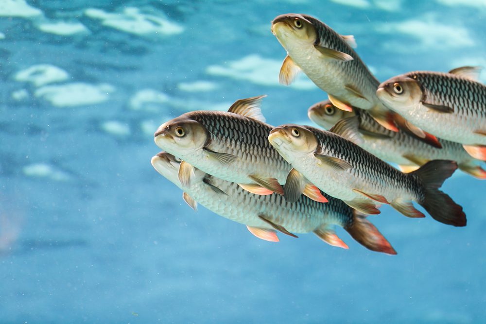 Ikan Macan