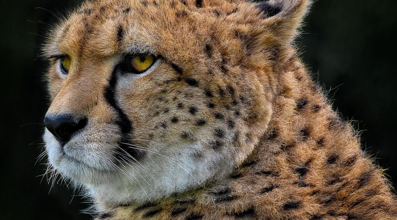 큰 돈 줍는 꿈해몽 - 재물의 상징과 의미