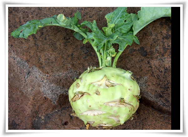 8월에 심기 좋은 텃밭 작물, 풍성한 수확을 위한 최고의 작물 추천