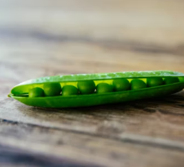 알부민 많은 음식