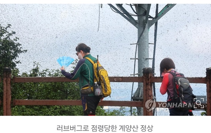 러브버그-출몰시기-지도-