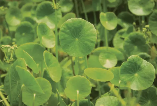 마데카솔_주요_성분인_센텔라_아시아티카_사진